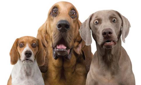 dogs_surprised